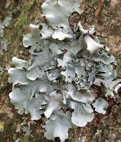 Stone Flower - Image 1